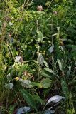 Cirsium heterophyllum