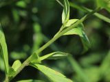 Lysimachia × volkovae