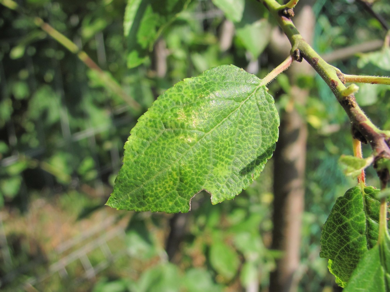 Изображение особи Prunus domestica.