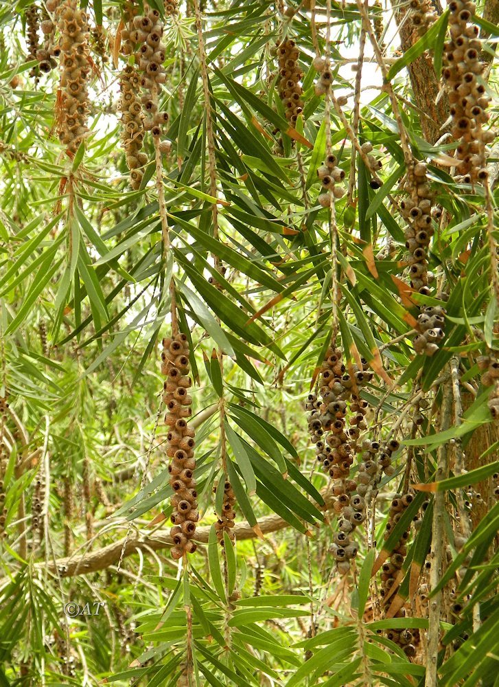 Изображение особи род Callistemon.