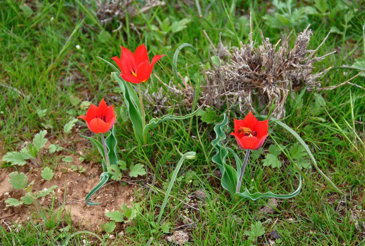 Изображение особи Tulipa suaveolens.