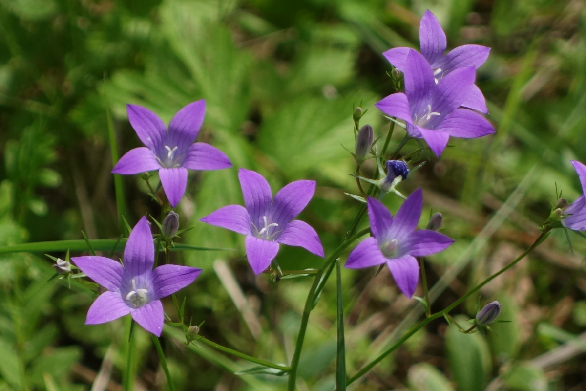 Image of Campanula patula specimen.