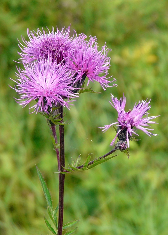 Image of Serratula coronata specimen.