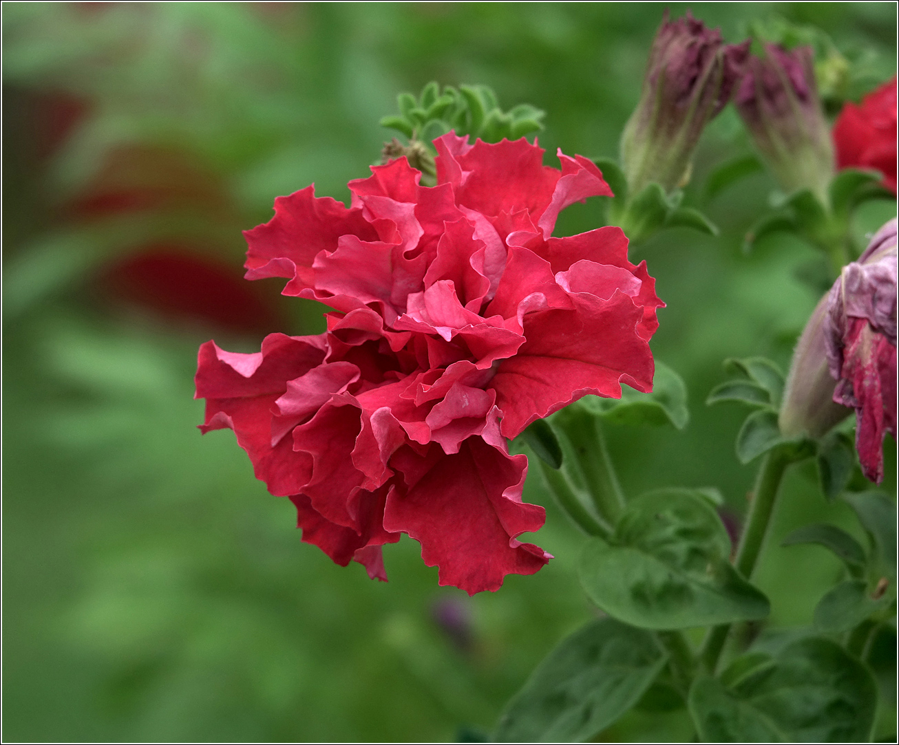 Изображение особи Petunia &times; hybrida.