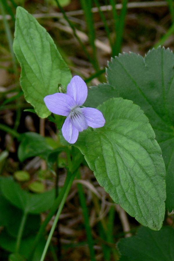 Изображение особи Viola ruppii.