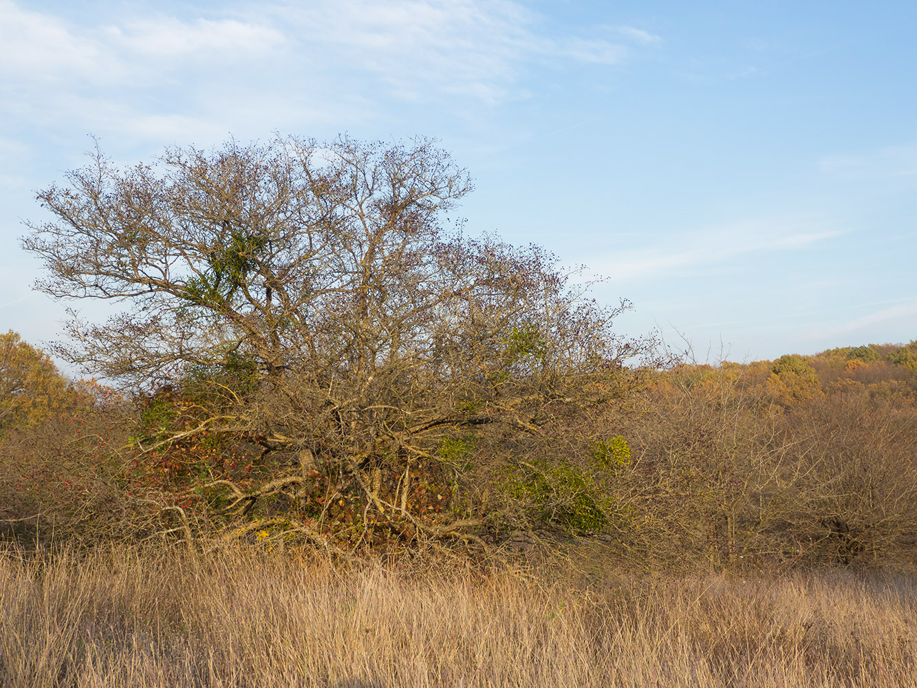 Image of genus Crataegus specimen.