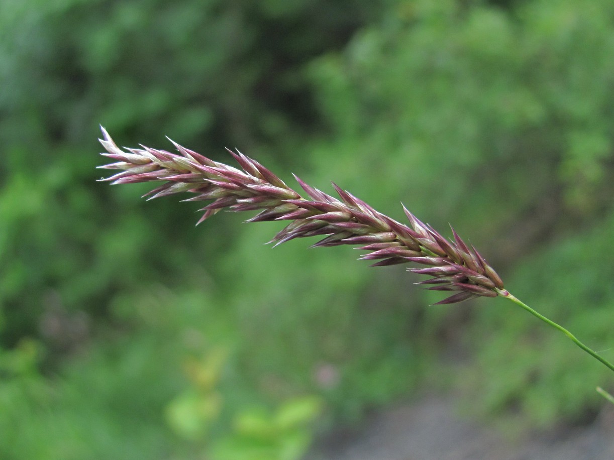 Image of familia Poaceae specimen.