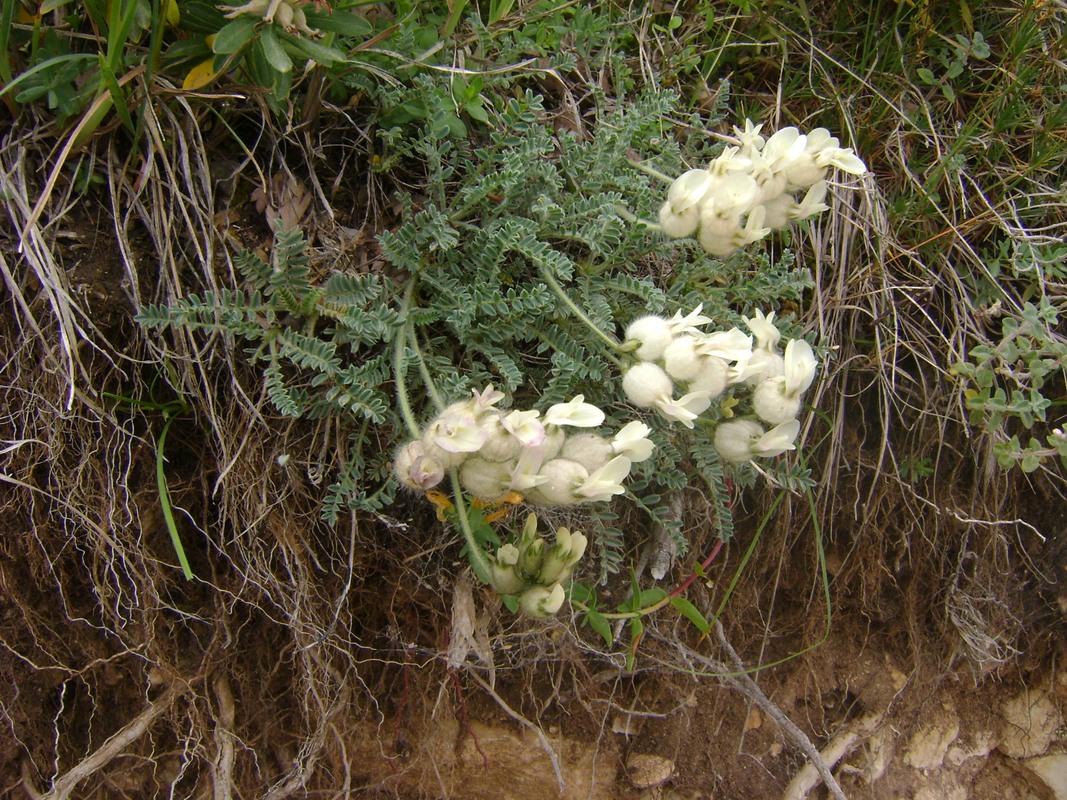 Изображение особи Astragalus karakuschensis.