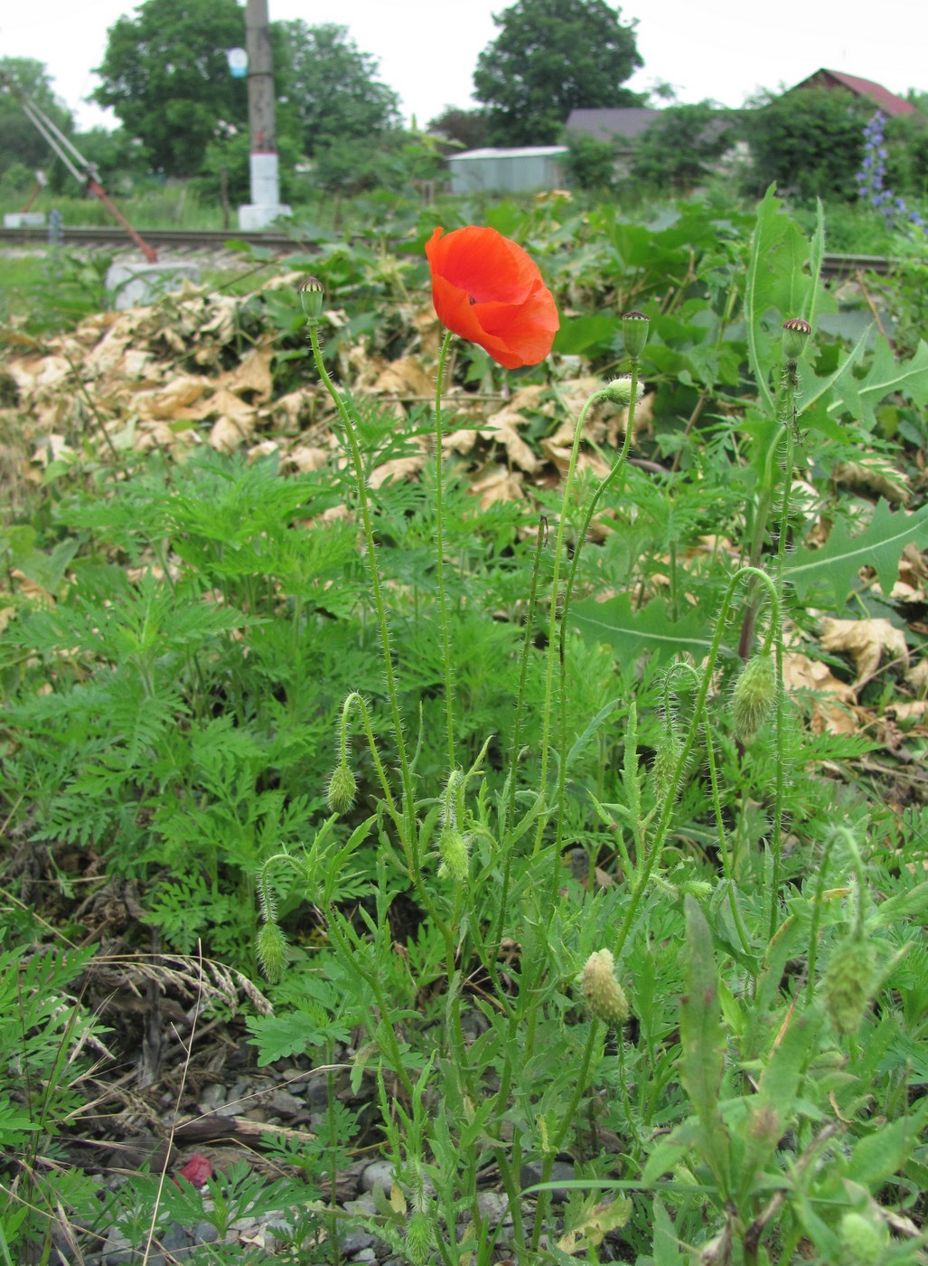 Image of Papaver rhoeas specimen.