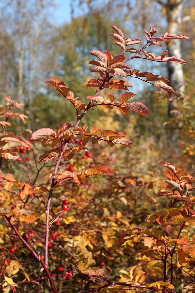 Image of genus Rosa specimen.