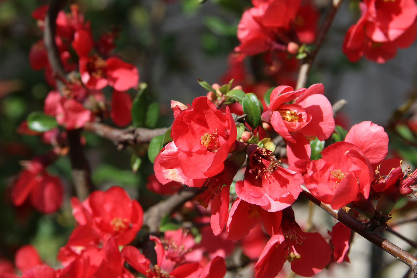 Image of Chaenomeles speciosa specimen.