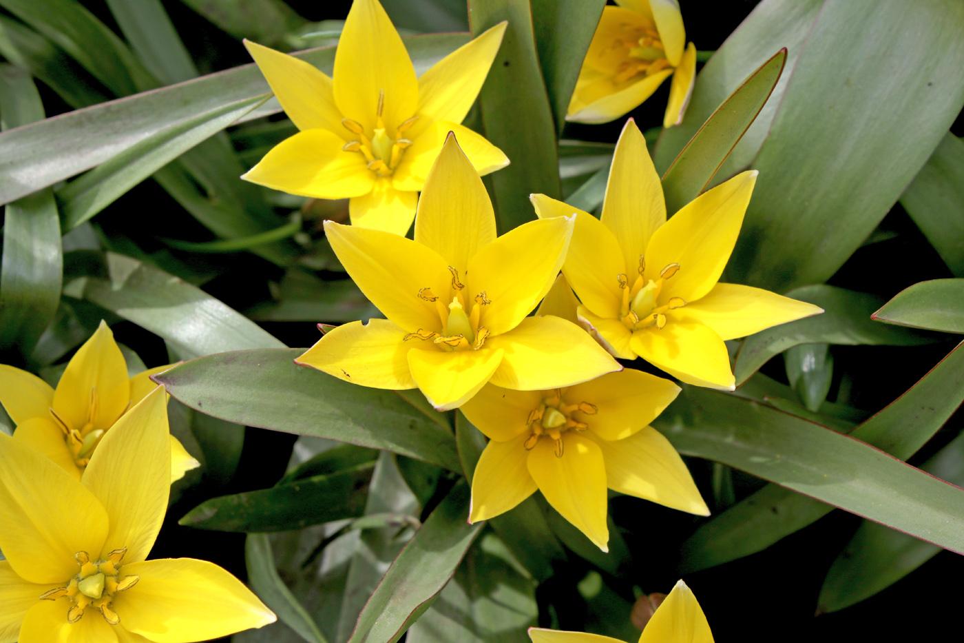 Image of Tulipa urumiensis specimen.