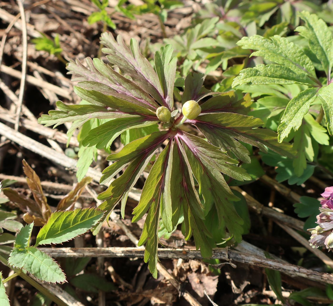 Image of Anemone ranunculoides specimen.