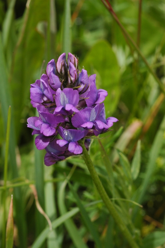 Image of Oxytropis lapponica specimen.