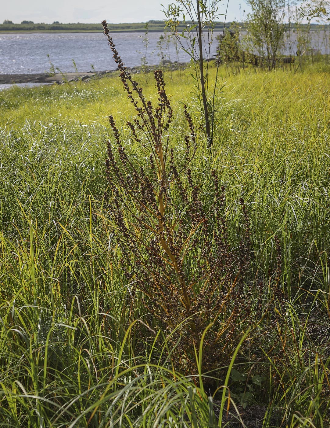 Image of Pedicularis palustris specimen.