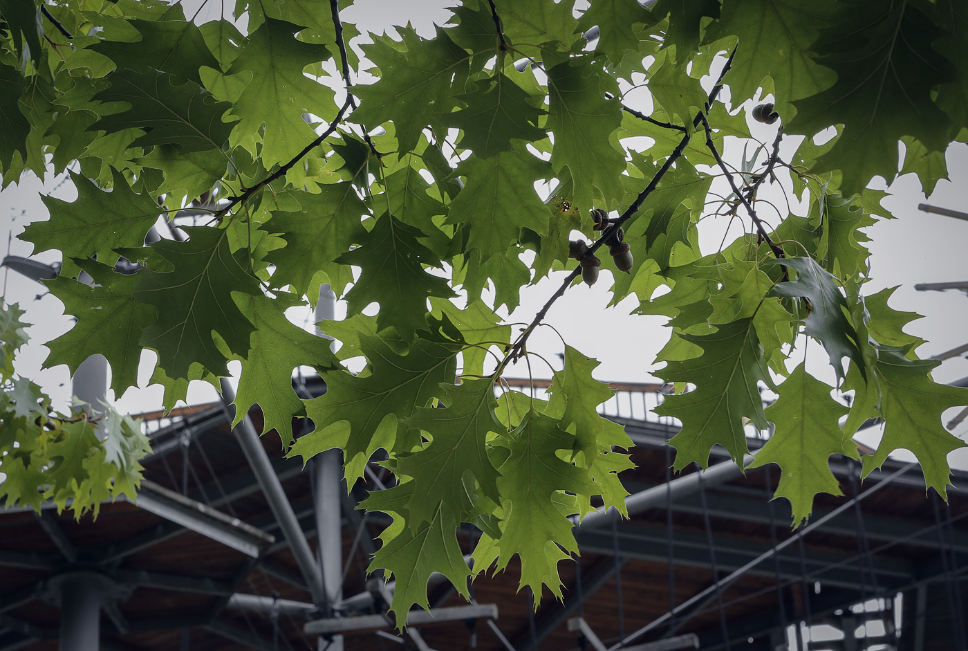 Image of Quercus rubra specimen.