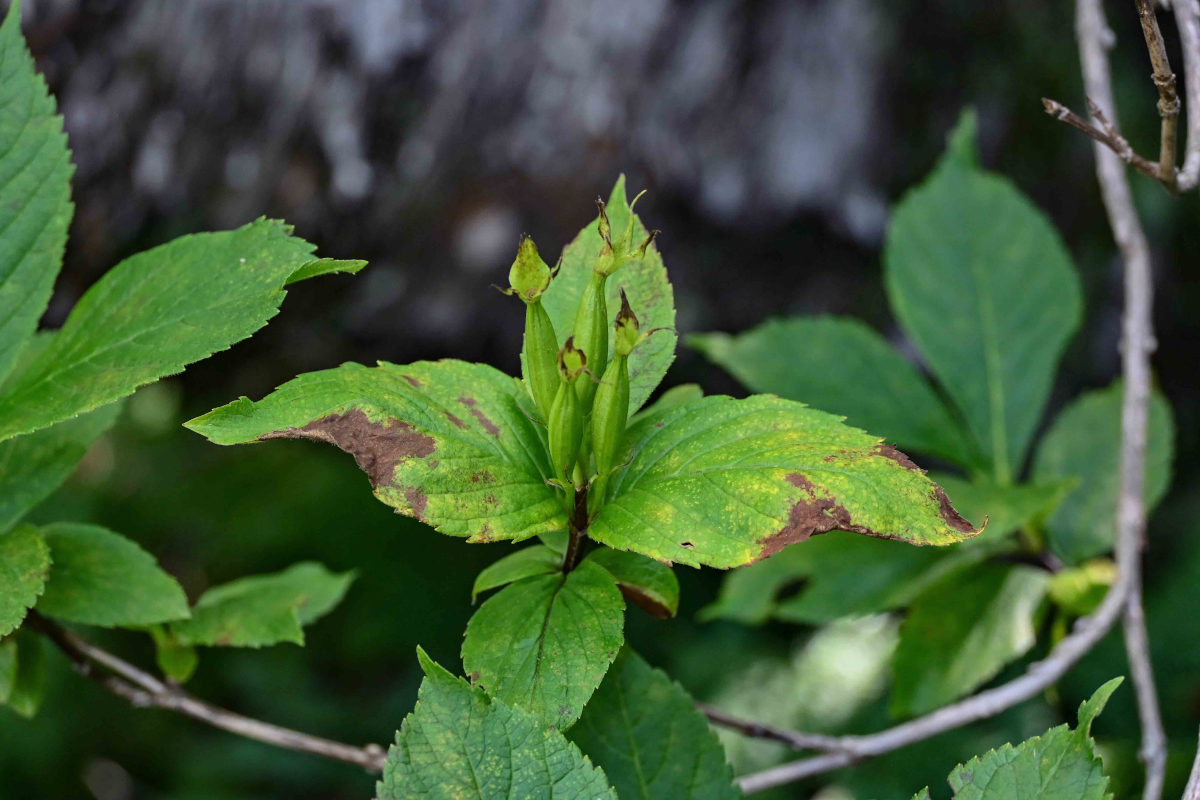 Image of Weigela middendorffiana specimen.