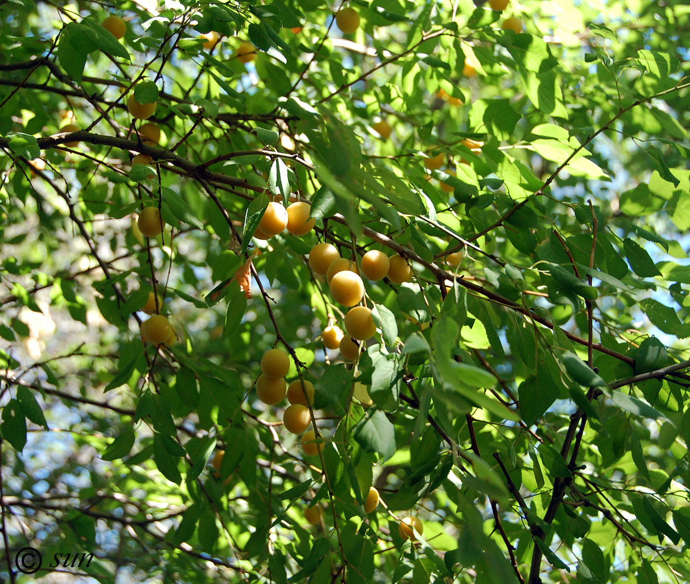 Image of Prunus cerasifera specimen.