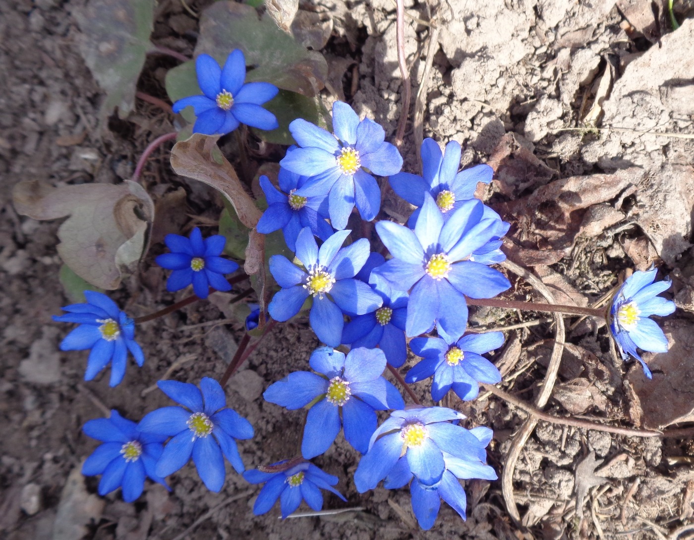 Изображение особи Hepatica nobilis.