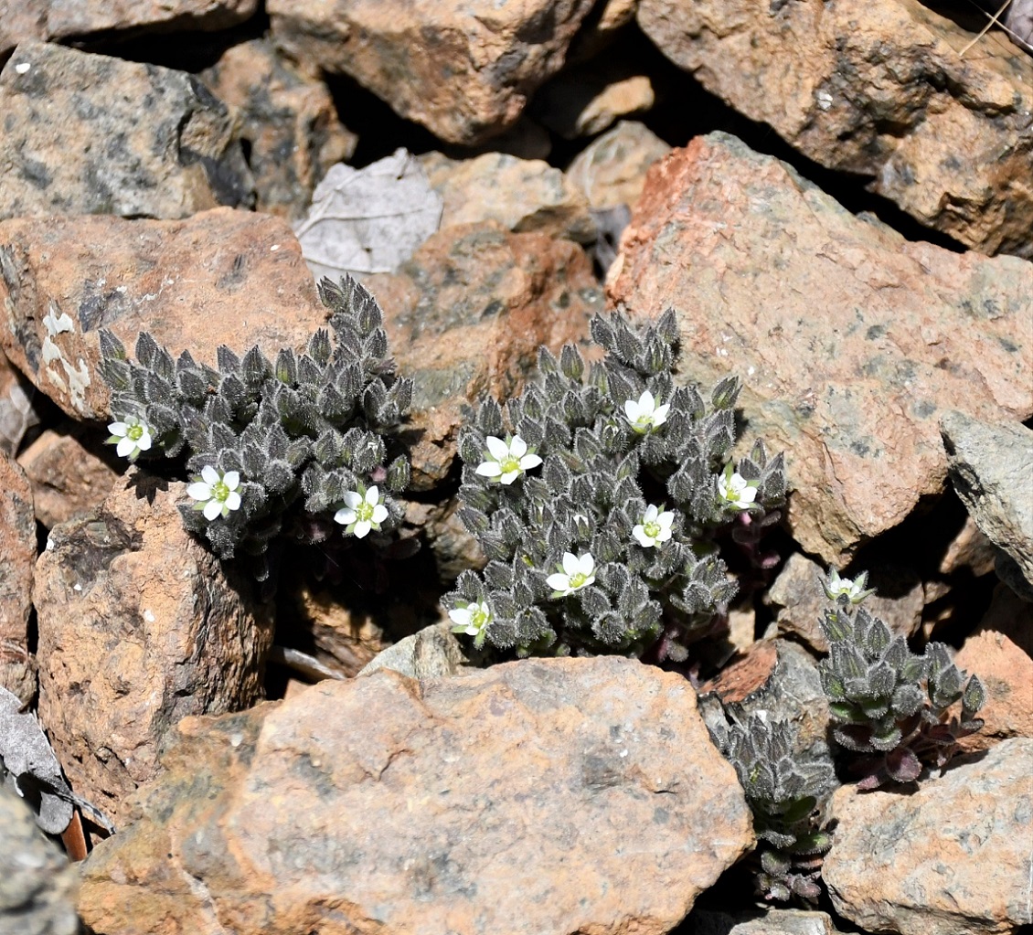 Изображение особи Arenaria saponarioides.