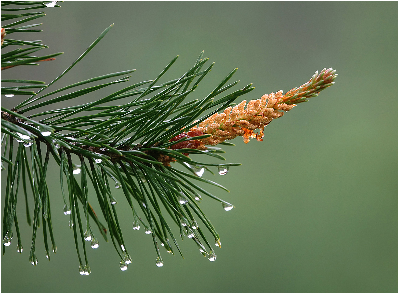 Изображение особи Pinus sylvestris.