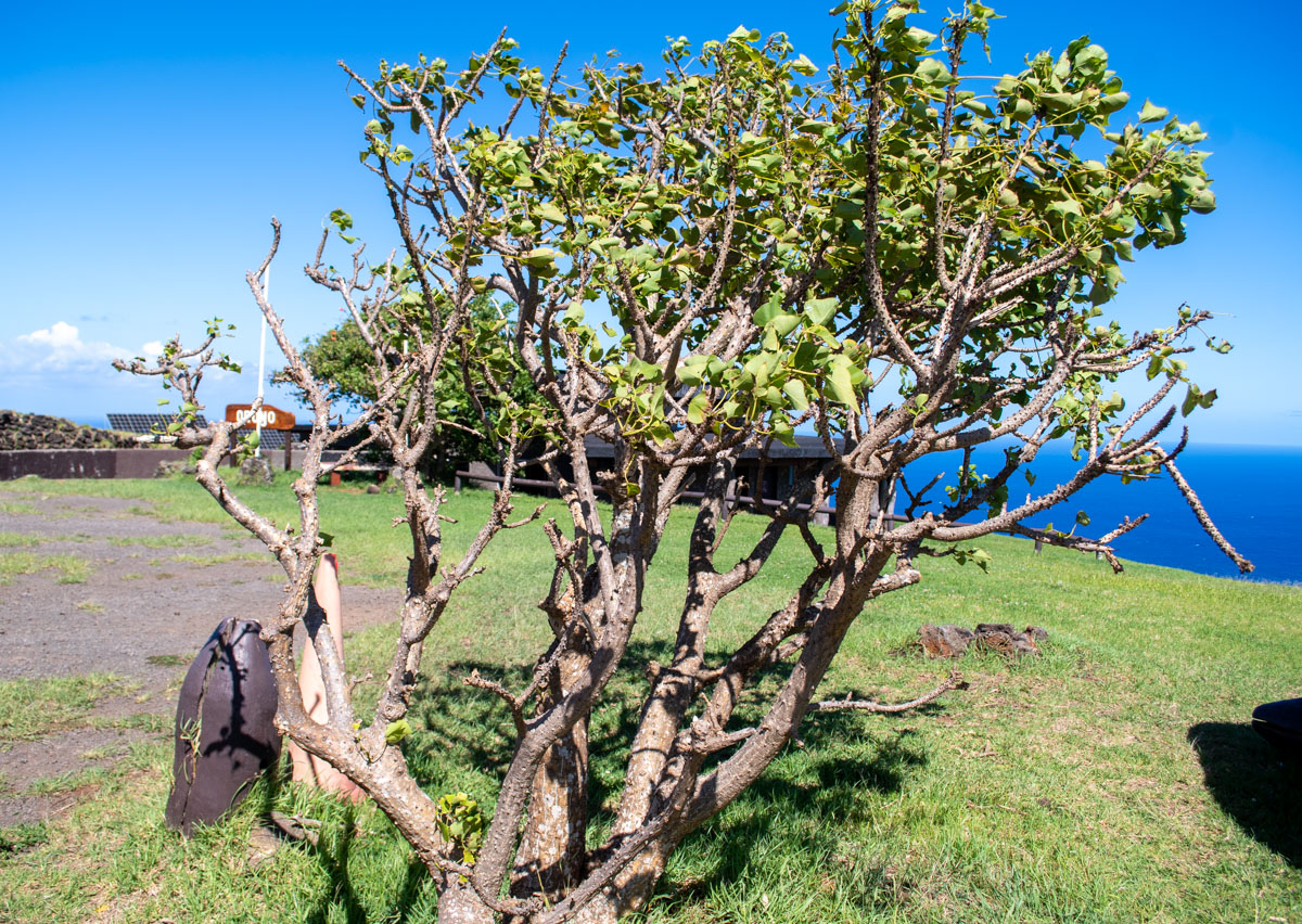 Image of genus Erythrina specimen.