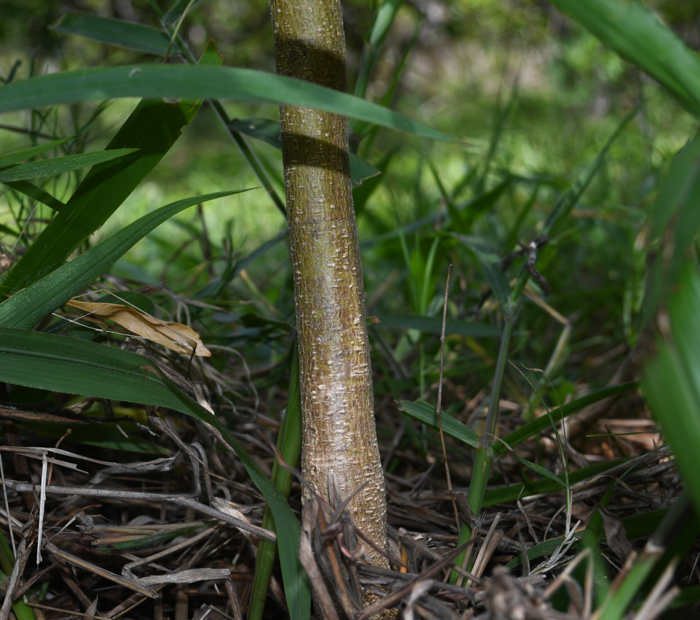 Image of Crotalaria grahamiana specimen.