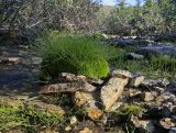 Equisetum arvense