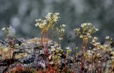 Saxifraga spinulosa. Соцветия. Красноярский край, Таймырский Долгано-Ненецкий р-н, плато Путорана, водопад Китабо-Орон, на скале. 26.07.2023.