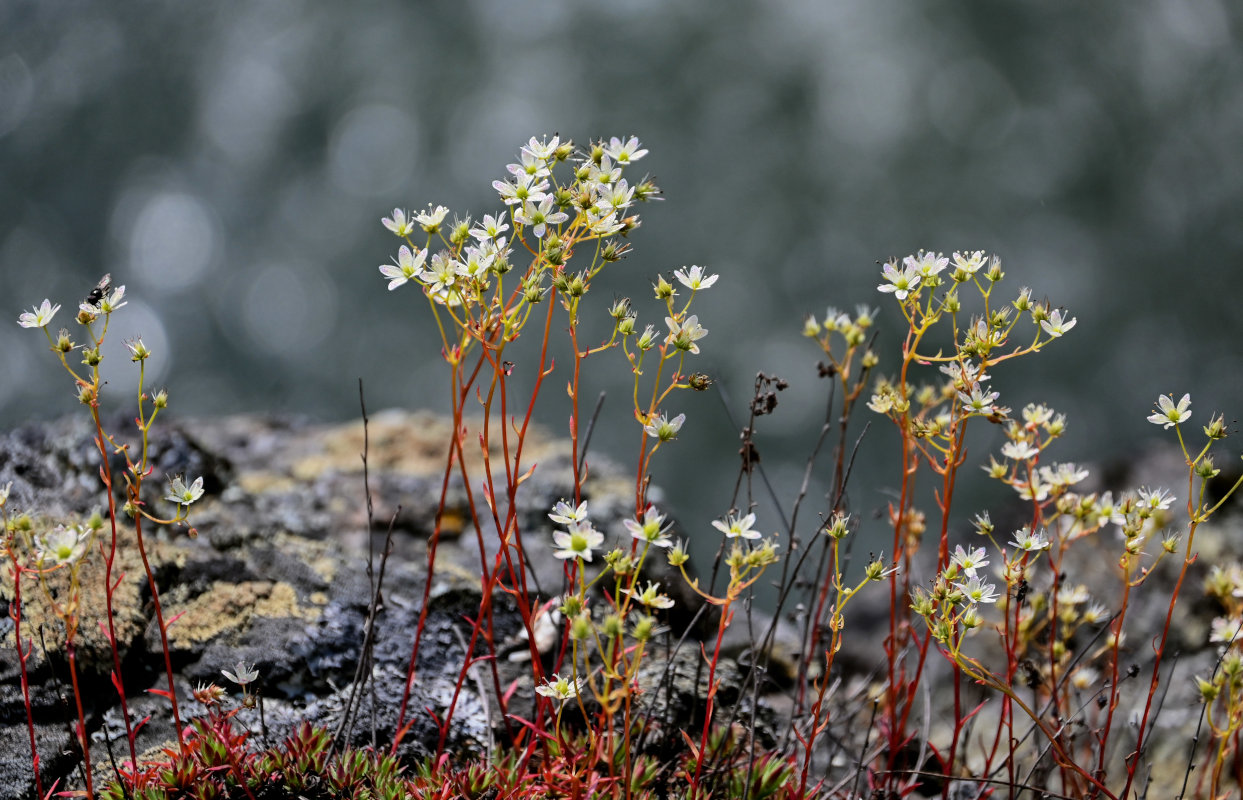 Изображение особи Saxifraga spinulosa.