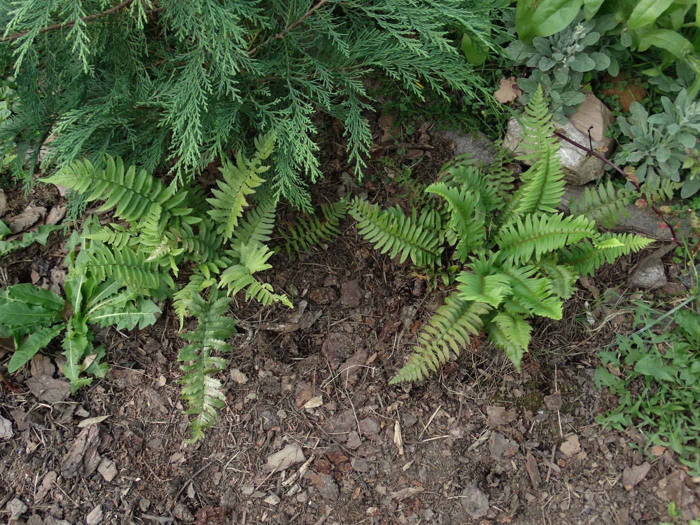 Изображение особи Polystichum munitum.