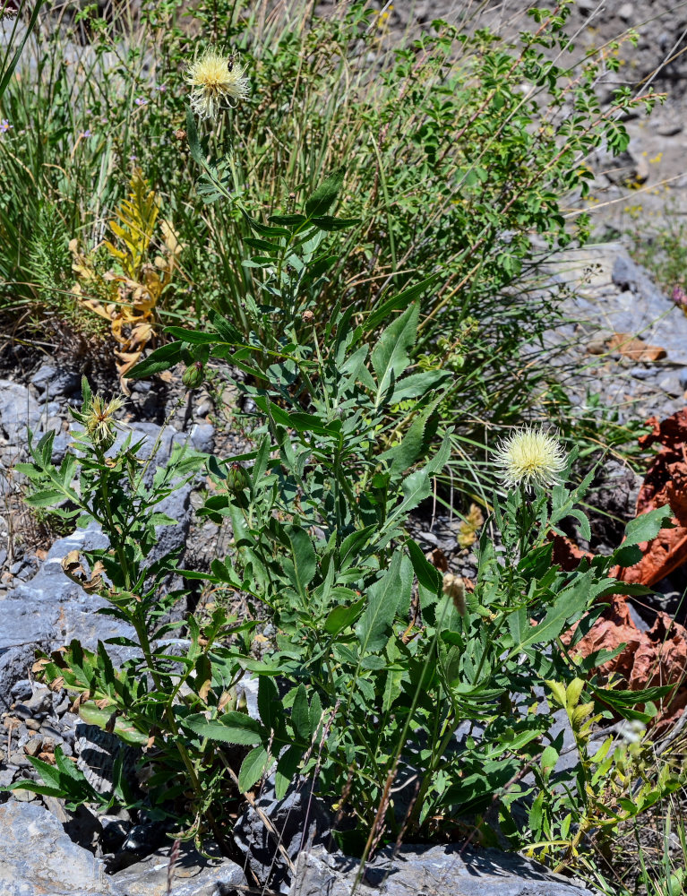 Image of Rhaponticoides ruthenica specimen.