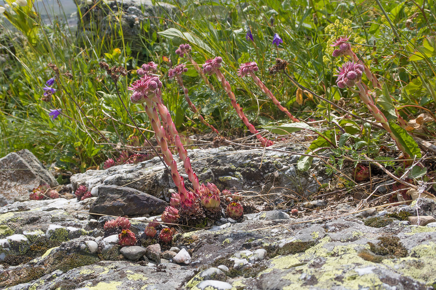 Image of Sempervivum pumilum specimen.