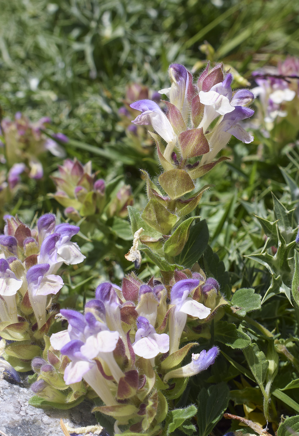 Image of Scutellaria alpina specimen.