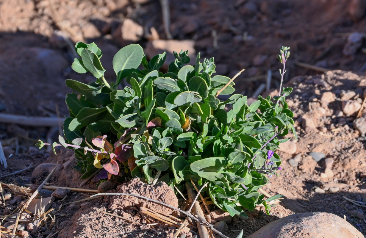 Изображение особи Moricandia suffruticosa.