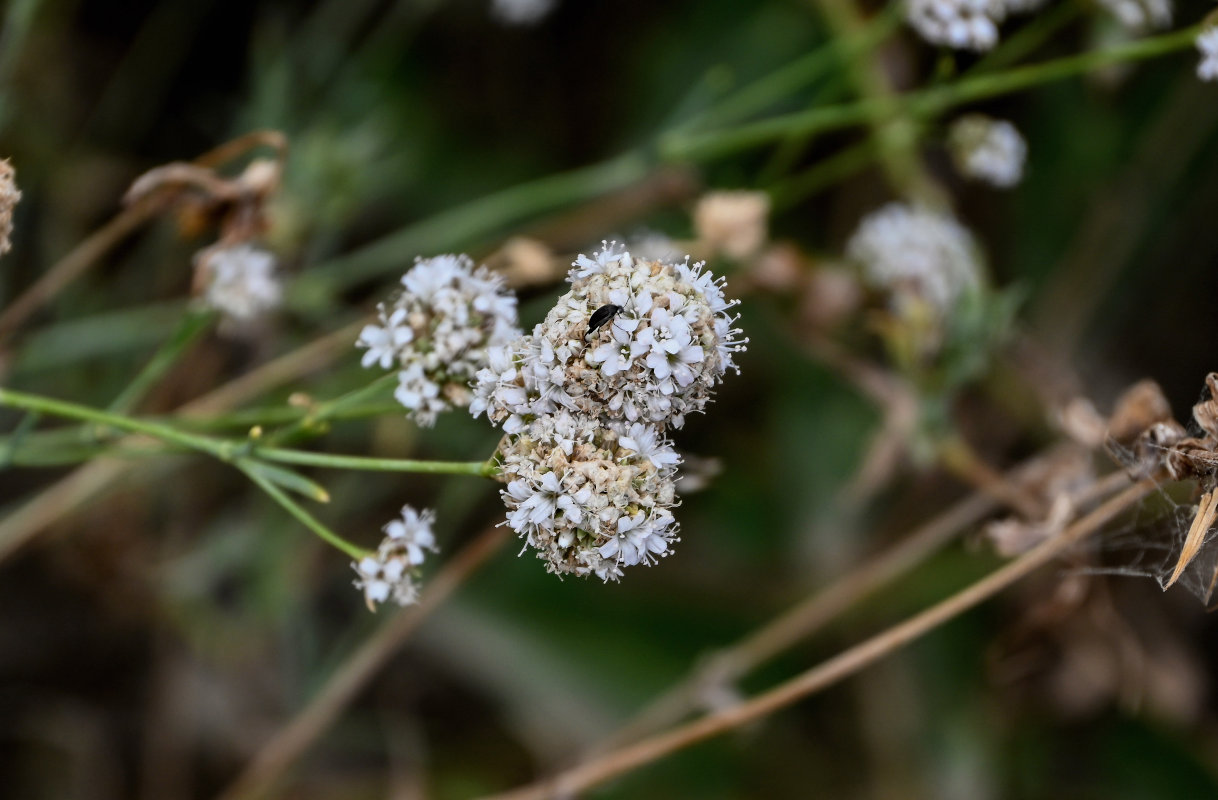 Image of Gypsophila capitata specimen.