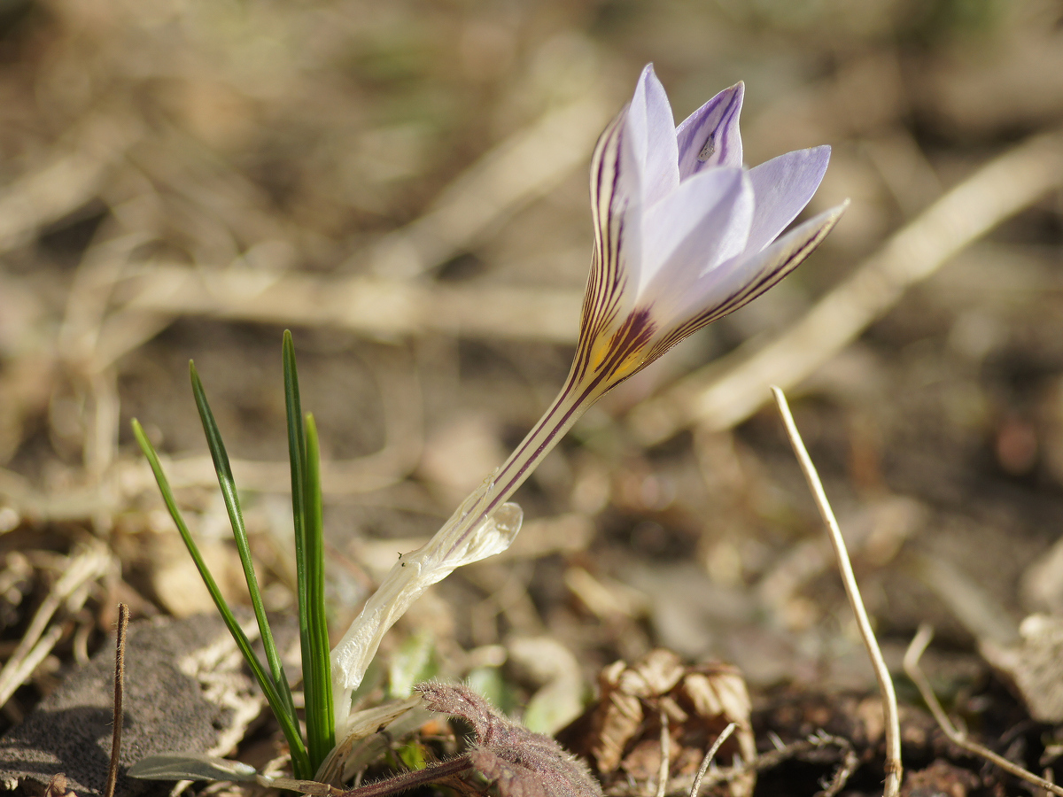 Image of Crocus reticulatus specimen.