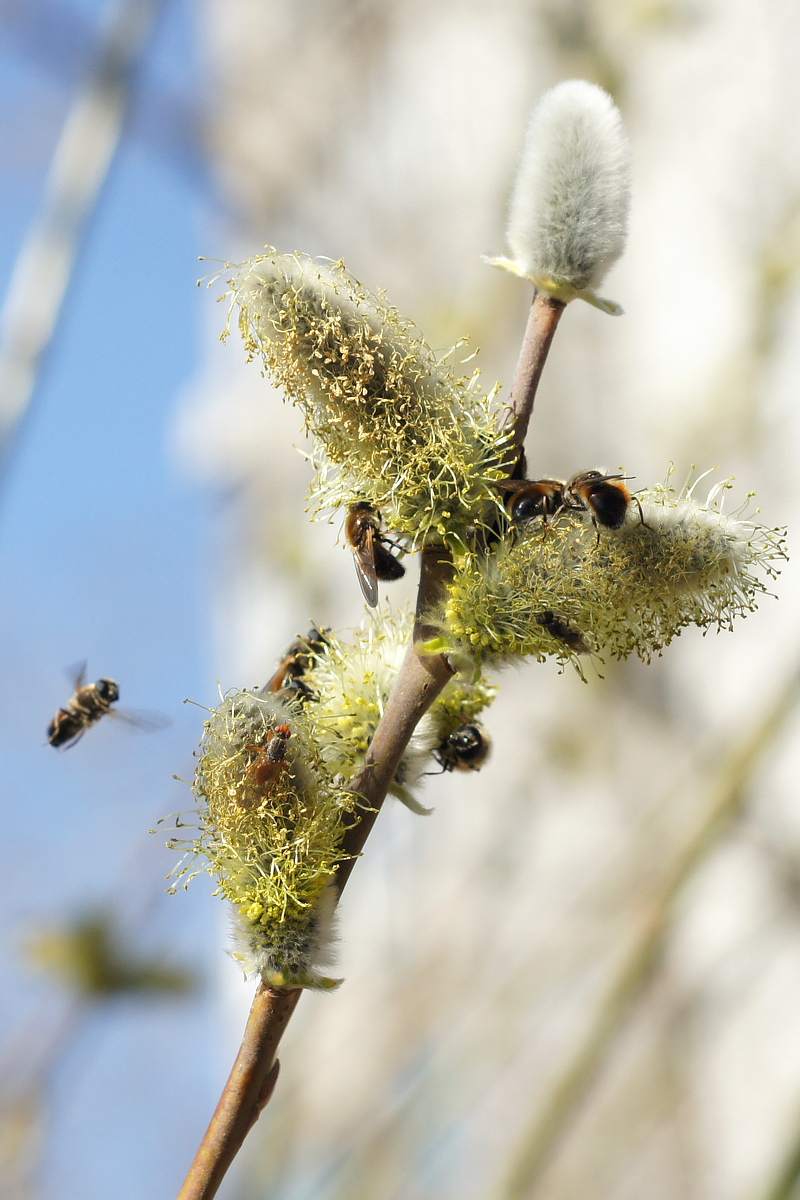 Изображение особи Salix gmelinii.