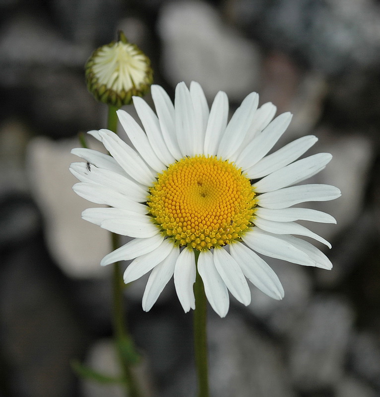 Image of Leucanthemum vulgare specimen.