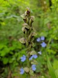 Смотреть изображение Steveniella satyrioides