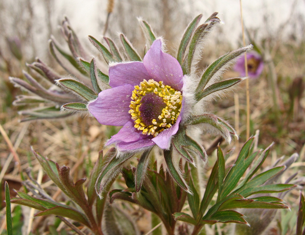 Image of Pulsatilla dahurica specimen.