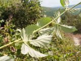 Rubus lloydianus