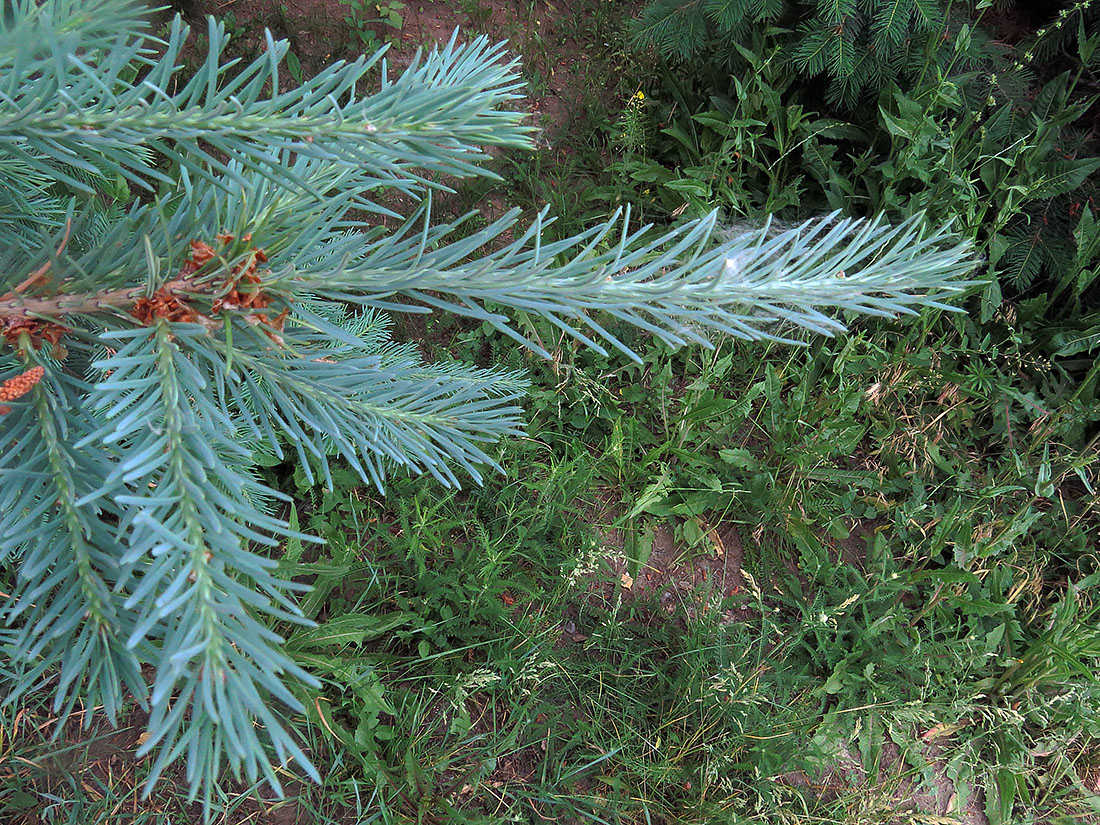 Image of Pseudotsuga menziesii var. glauca specimen.