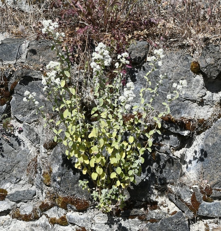 Изображение особи Majorana hortensis.