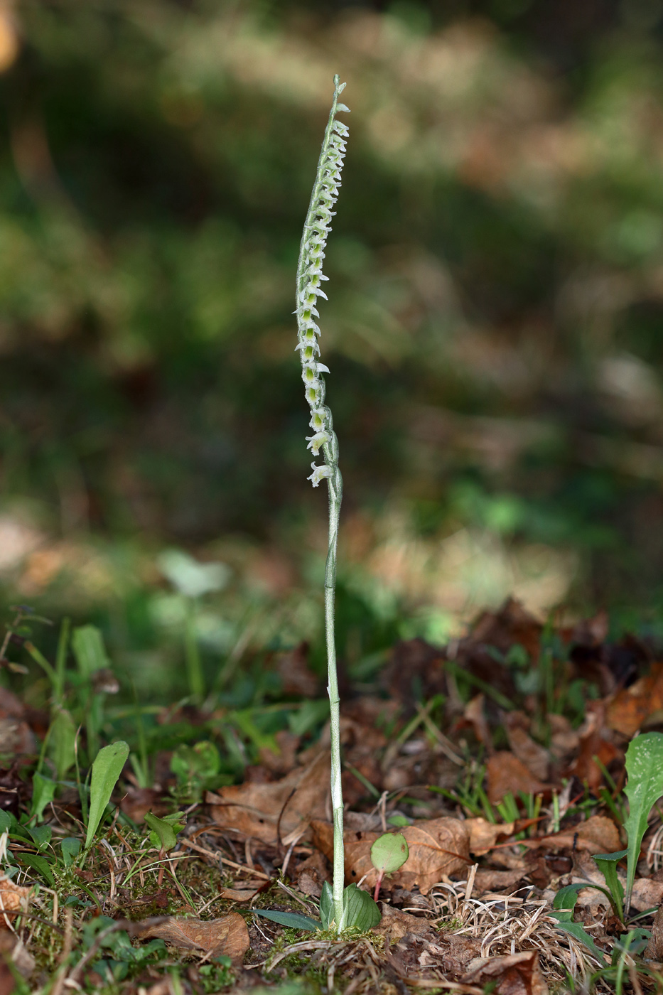 Изображение особи Spiranthes spiralis.