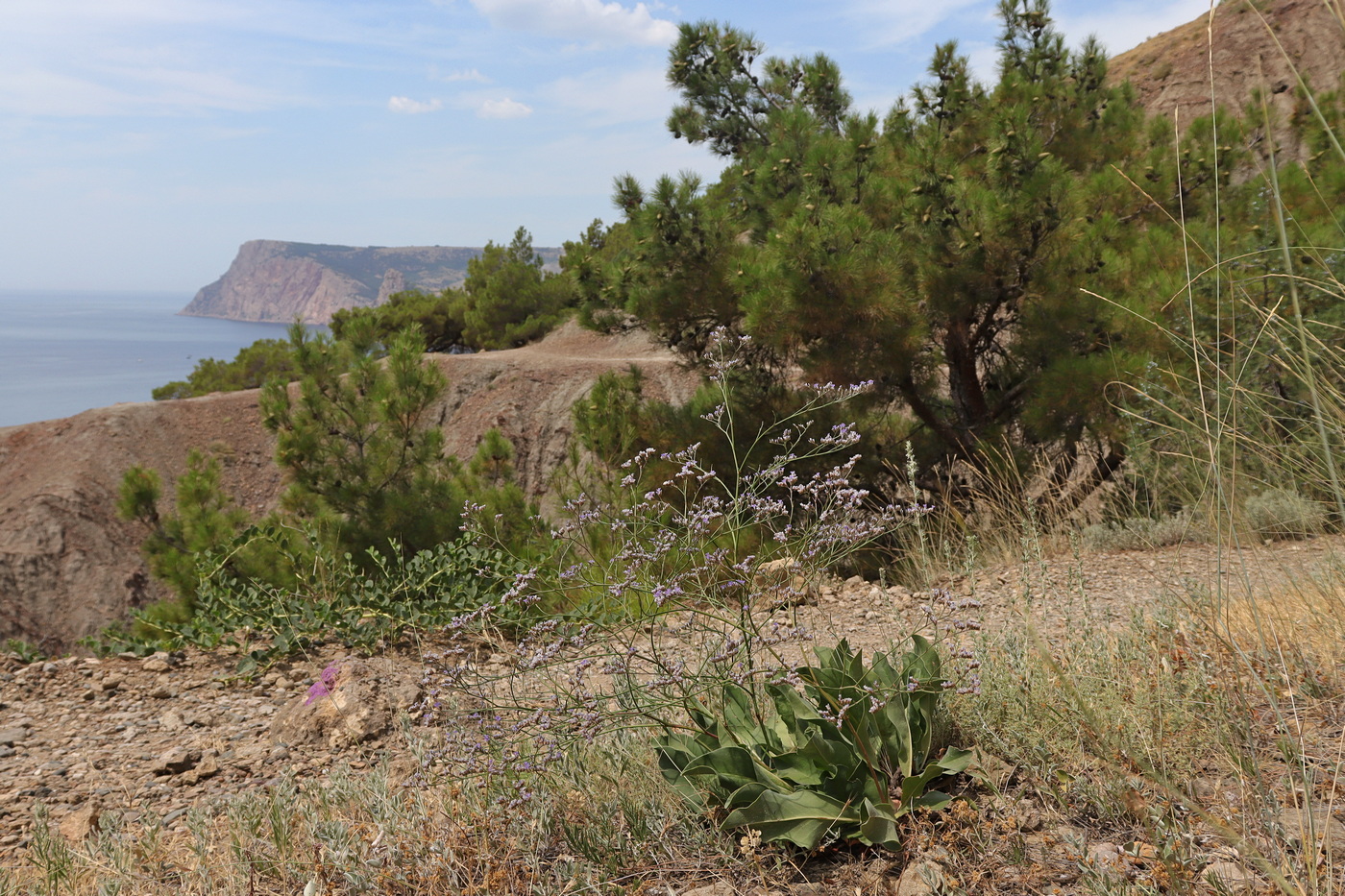 Image of Limonium sareptanum specimen.