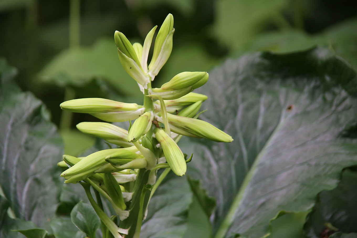 Изображение особи Cardiocrinum cordatum.