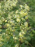 Thalictrum amurense. Соцветие бокового побега. Хабаровский край, окр. г. Комсомольск-на-Амуре, разнотравный луг. 25.07.2024.