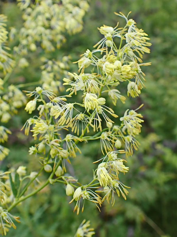 Image of Thalictrum amurense specimen.