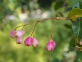 genus Syzygium. Верхушка побега с соплодиями. Крым, городской округ Ялта, село Оползневое, Mriya Resort, парк. 10.11.2023.